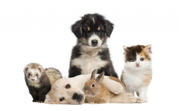 Winston Salem Pets